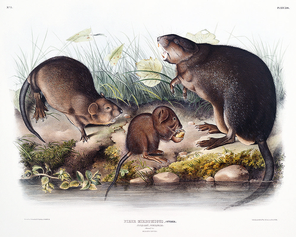 A framed print featuring an illustration of muskrats by John J. Audubon.