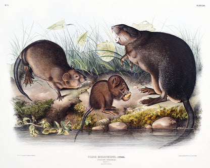 A framed print featuring an illustration of muskrats by John J. Audubon.