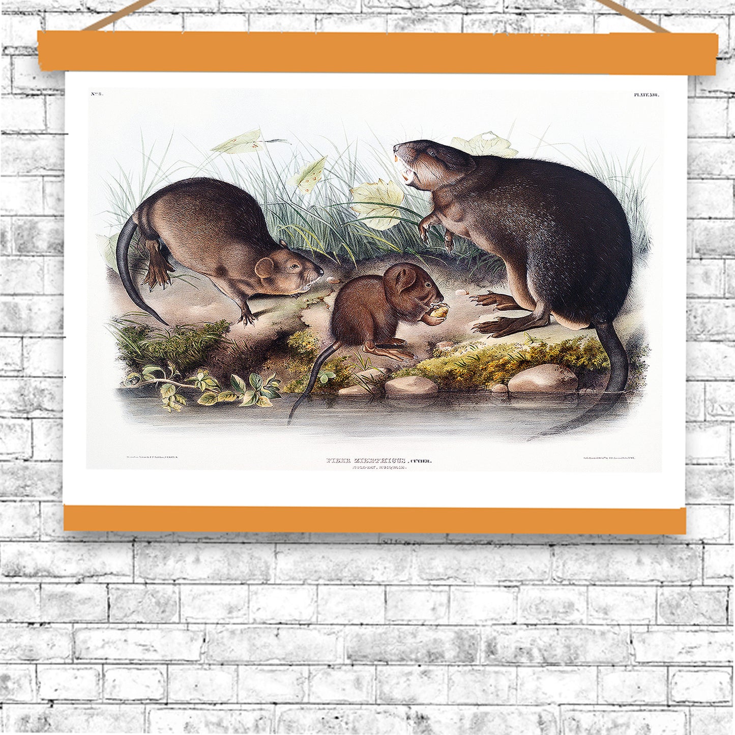 Musk-Rat, Musquash by John J. Audubon