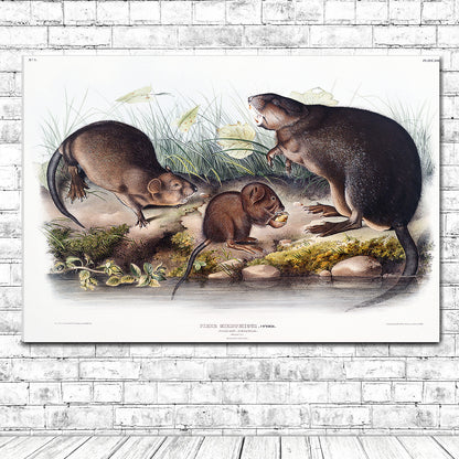 Musk-Rat, Musquash by John J. Audubon