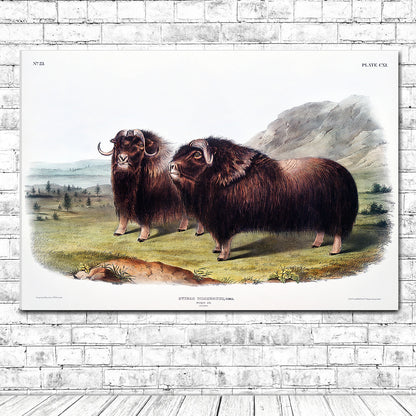 Musk Ox by John J. Audubon