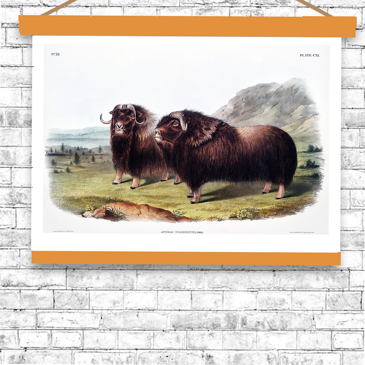 Musk Ox by John J. Audubon