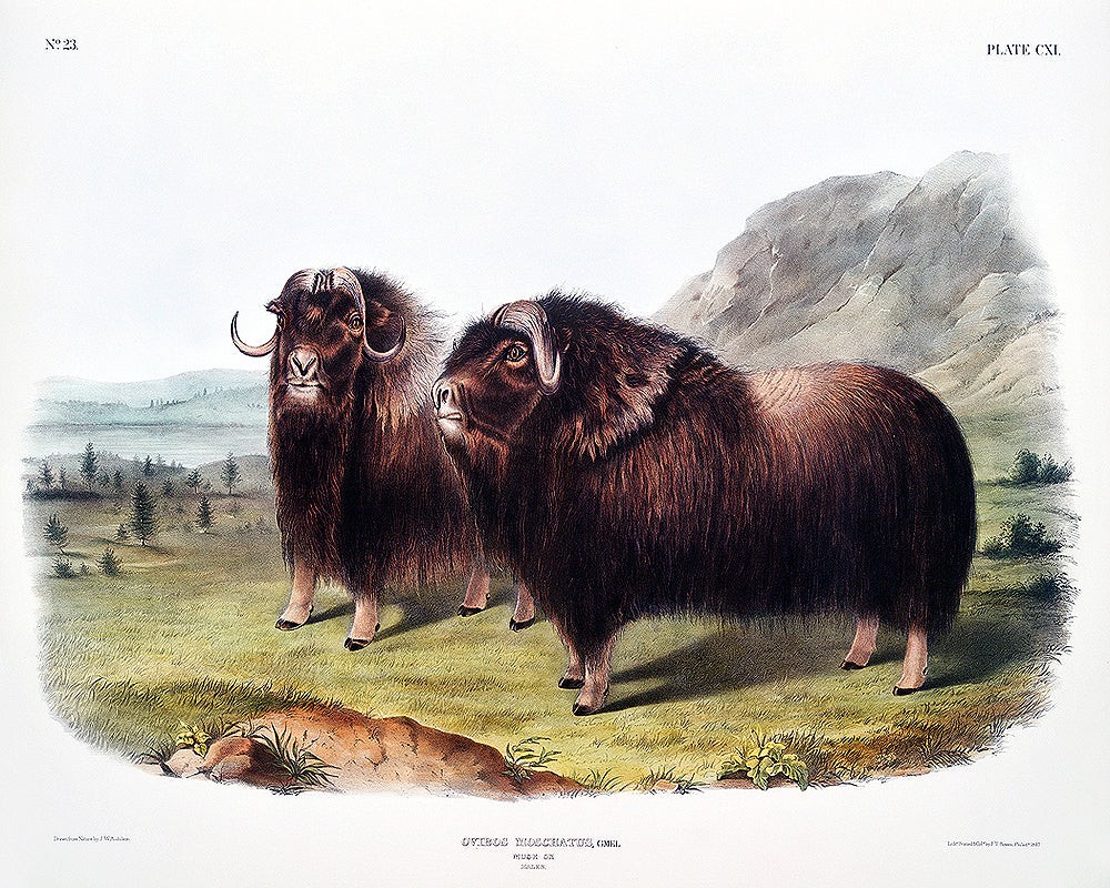 A framed print depicting two musk oxen in a landscape setting, with a decorative black border around the image.