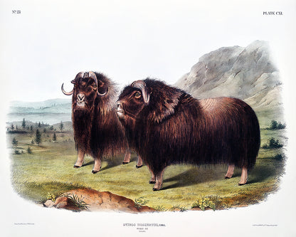 A framed print depicting two musk oxen in a landscape setting, with a decorative black border around the image.