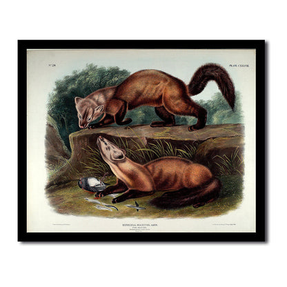 Mustela Martes by John J. Audubon