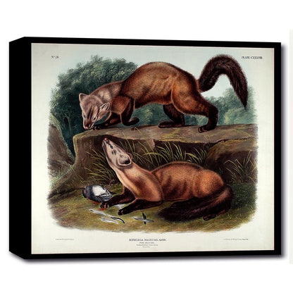 Mustela Martes by John J. Audubon