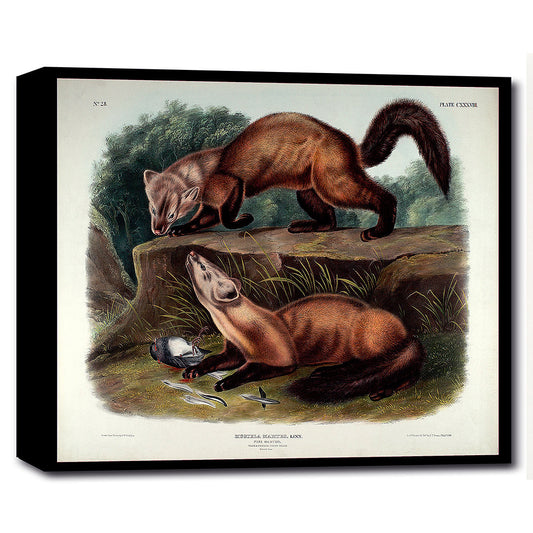 Mustela Martes by John J. Audubon
