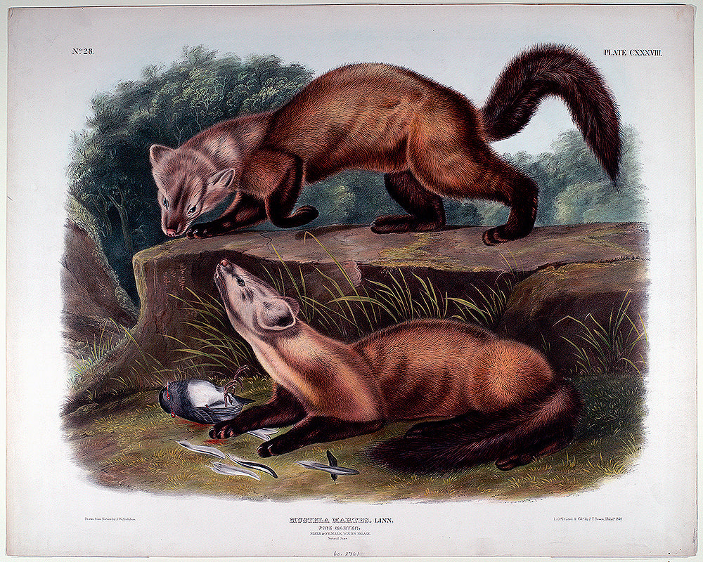 A framed print featuring two martens on a rock, with a wooden frame and an acrylic cover.
