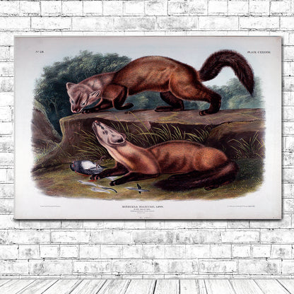Mustela Martes by John J. Audubon