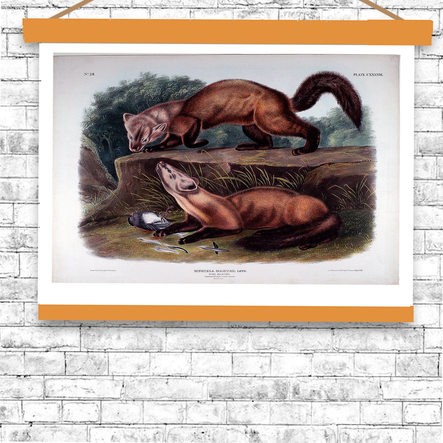 Mustela Martes by John J. Audubon