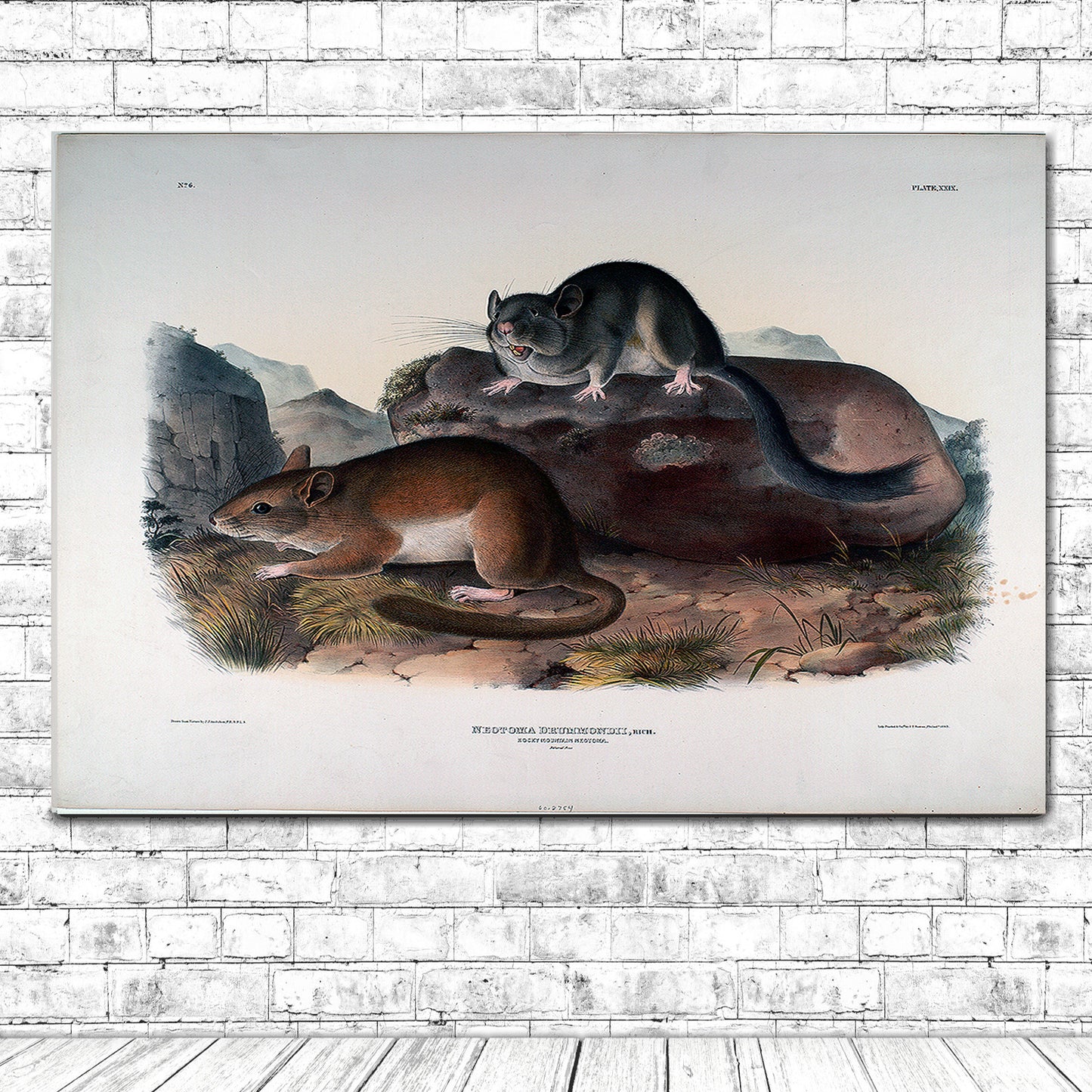 Neotoma Drummondii by John J. Audubon