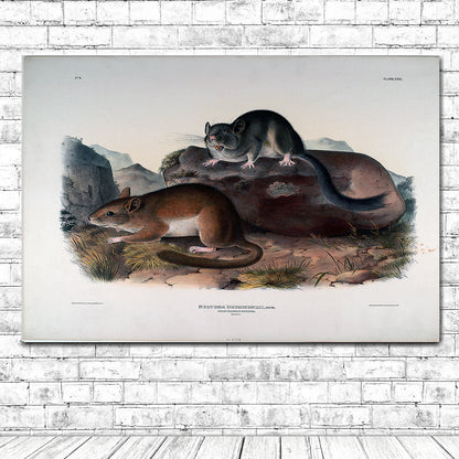 Neotoma Drummondii by John J. Audubon