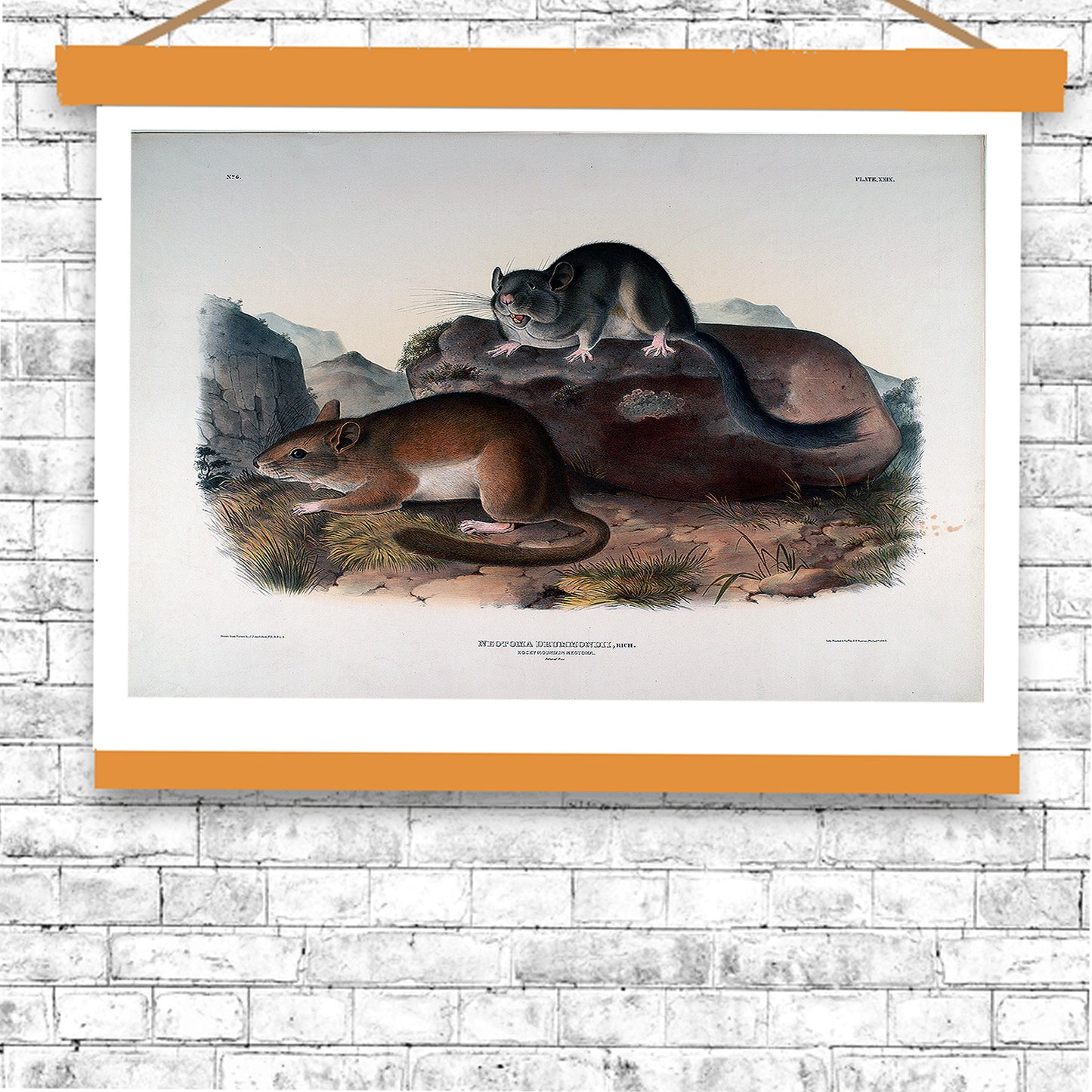 Neotoma Drummondii by John J. Audubon