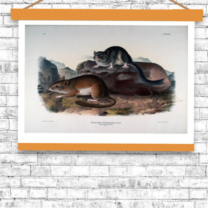 Neotoma Drummondii by John J. Audubon