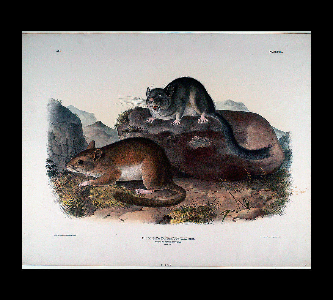 Neotoma Drummondii by John J. Audubon