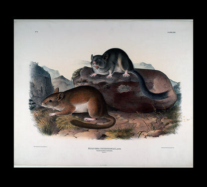 Neotoma Drummondii by John J. Audubon