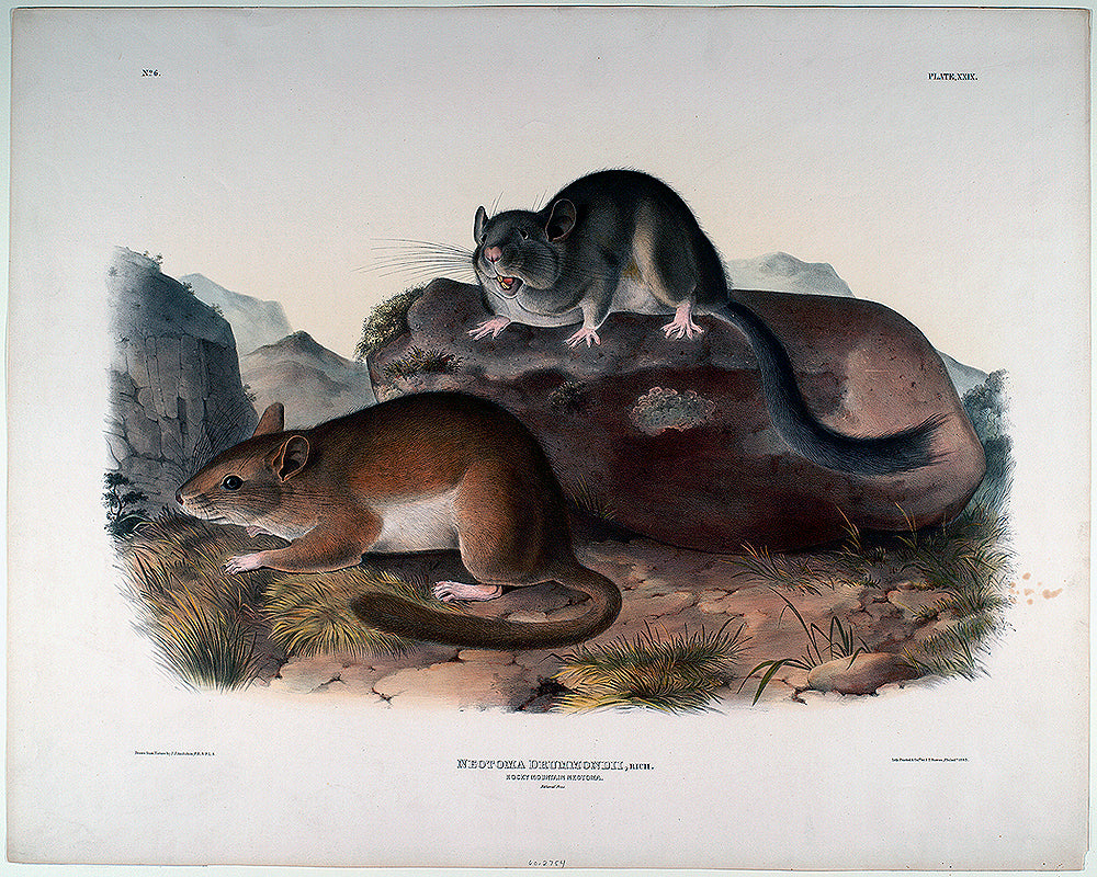 A framed print featuring two animals on a naturalistic background, likely a historical or illustrative piece.