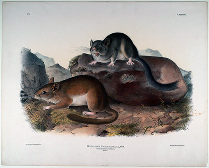 A framed print featuring two animals on a naturalistic background, likely a historical or illustrative piece.