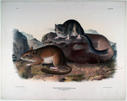 A framed print featuring two animals on a naturalistic background, likely a historical or illustrative piece.