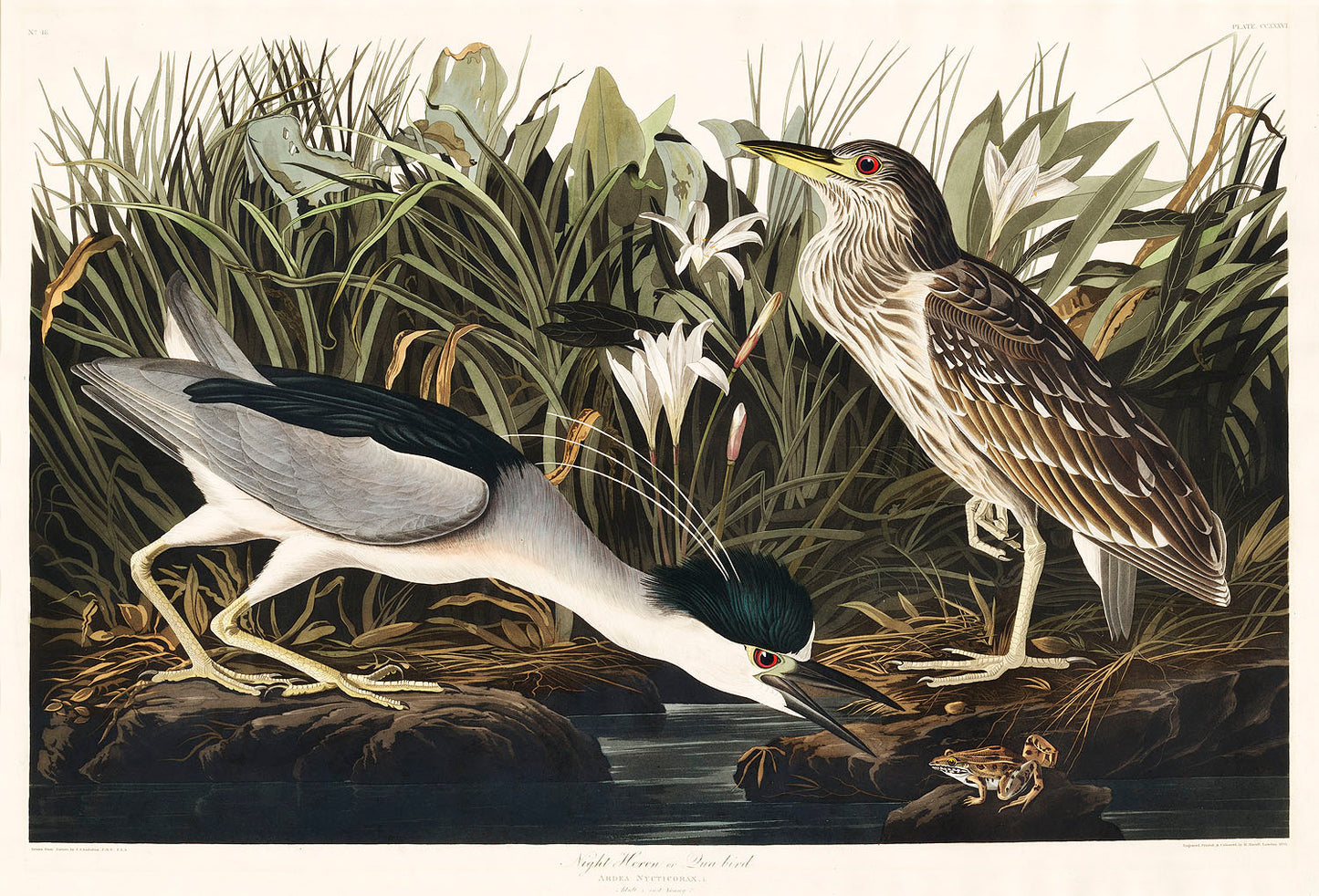 Night Heron, or Qua bird from Birds of America (1827) by John James Audubon