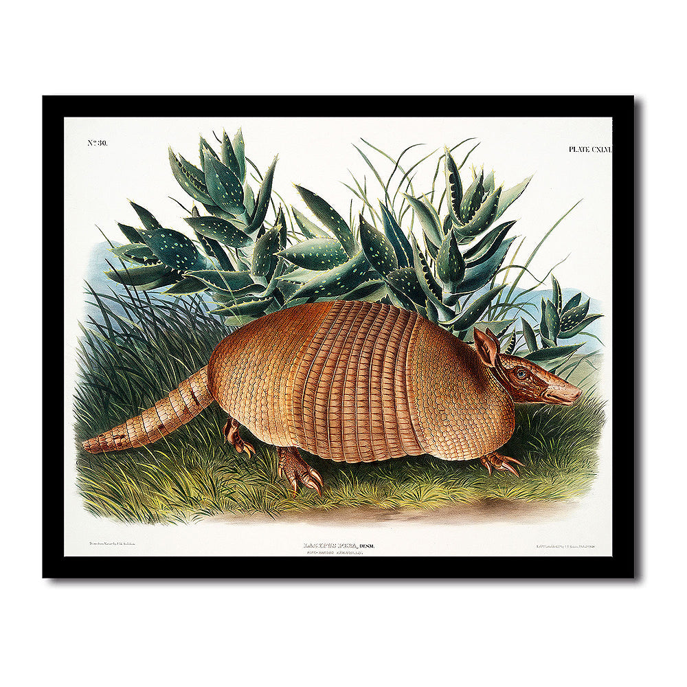 Northern Hare by John J. Audubon