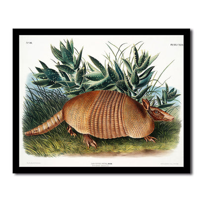 Nine-banded Armadillo by John J. Audubon