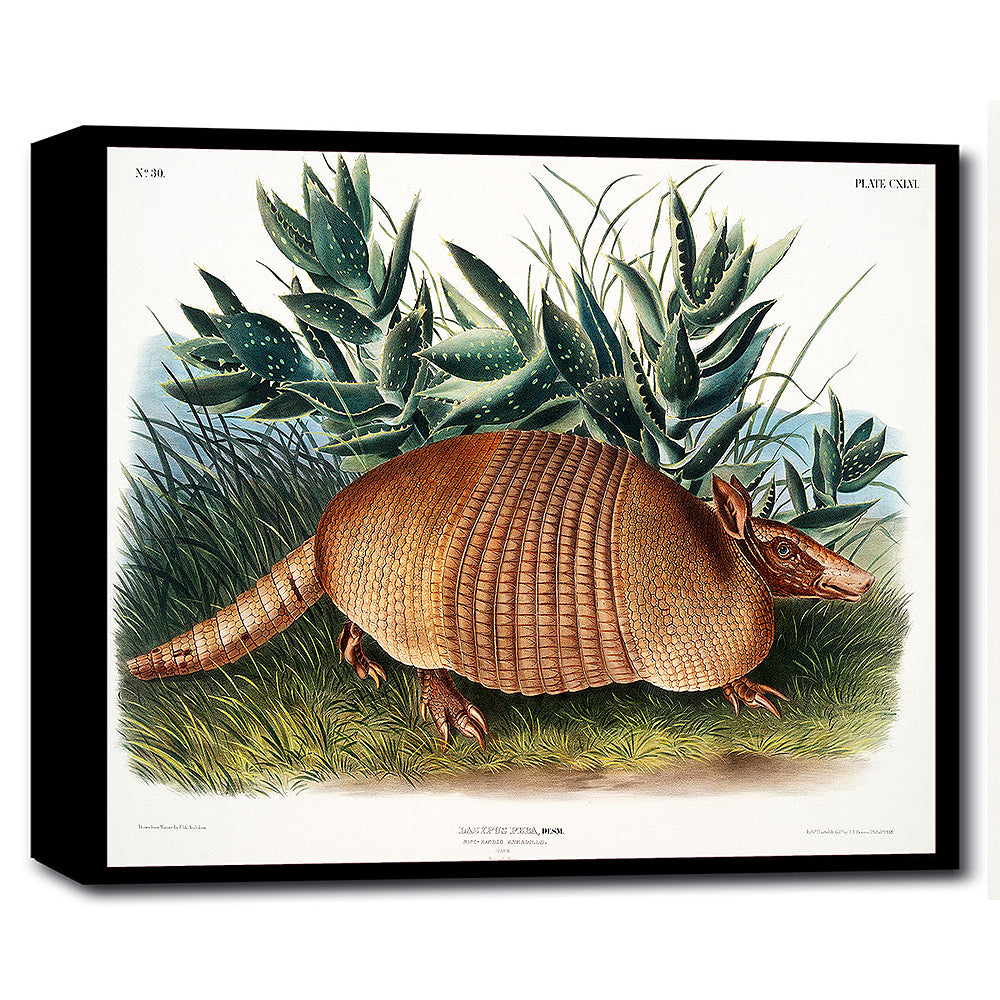 A printed artwork of a nine-banded armadillo surrounded by green foliage, displayed in a black frame.
