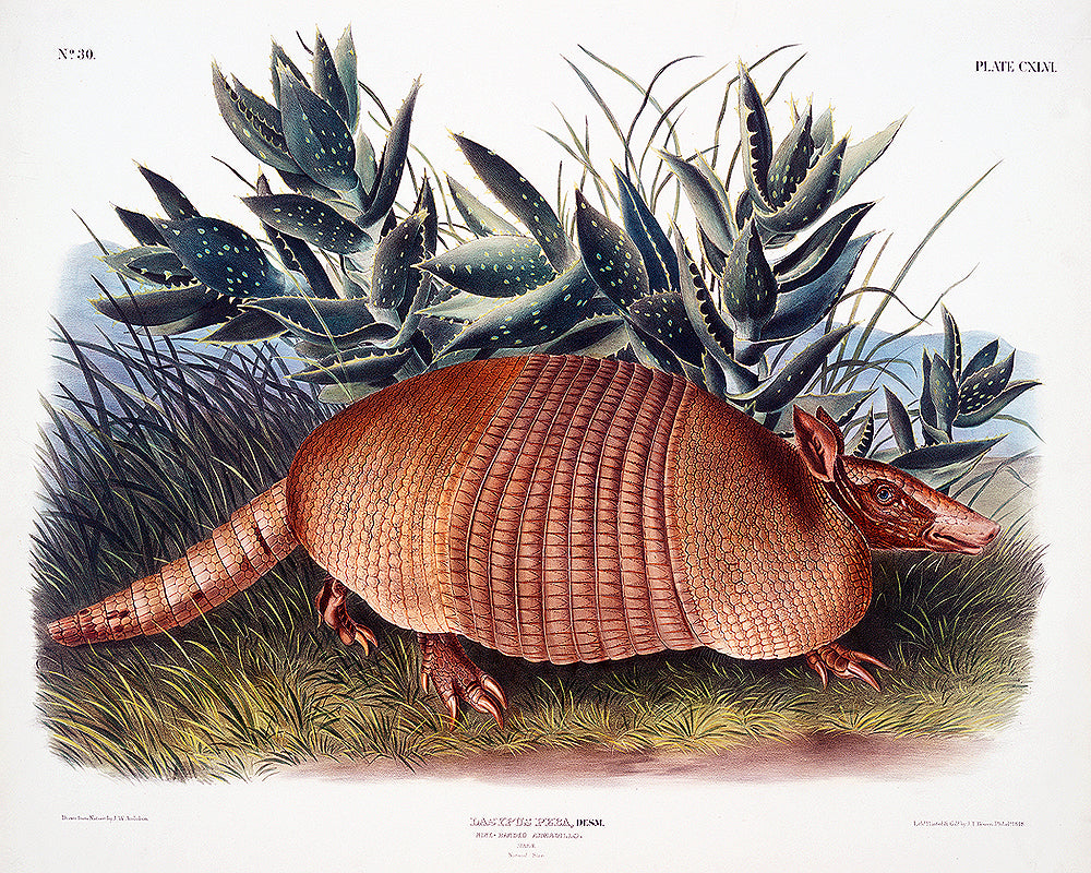Nine-banded Armadillo by John J. Audubon