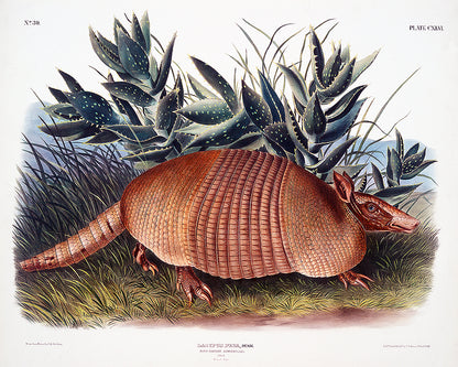 Nine-banded Armadillo by John J. Audubon