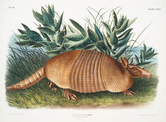 Nine-banded Armadillo (Dasypus Peba) by John James Audubon