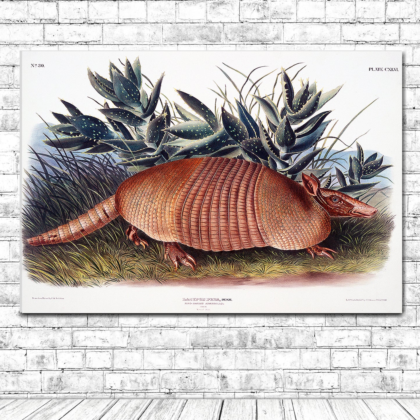 Nine-banded Armadillo by John J. Audubon