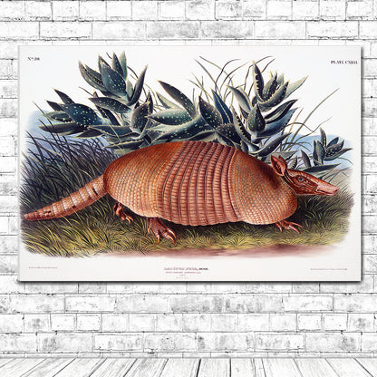 Nine-banded Armadillo by John J. Audubon