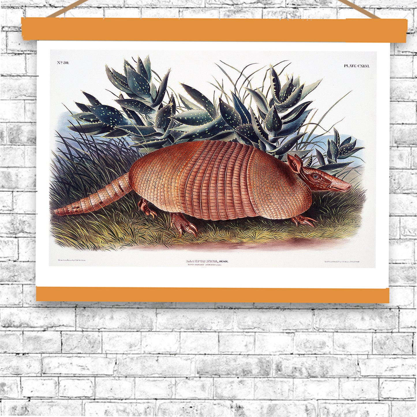 Nine-banded Armadillo by John J. Audubon