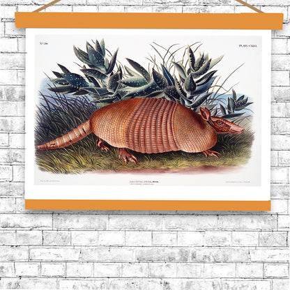 Nine-banded Armadillo by John J. Audubon