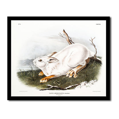 Northern Hare in winter by John J. Audubon