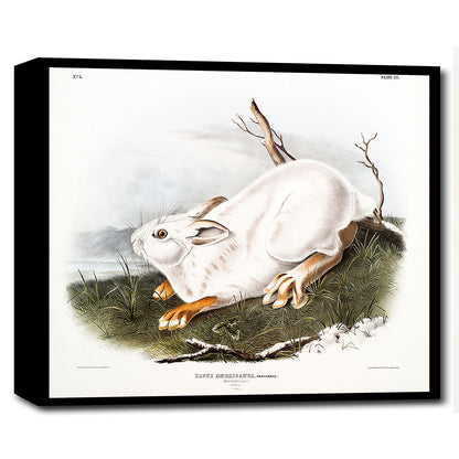 Northern Hare in winter by John J. Audubon