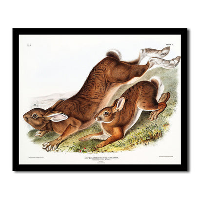 Northern Hare by John J. Audubon