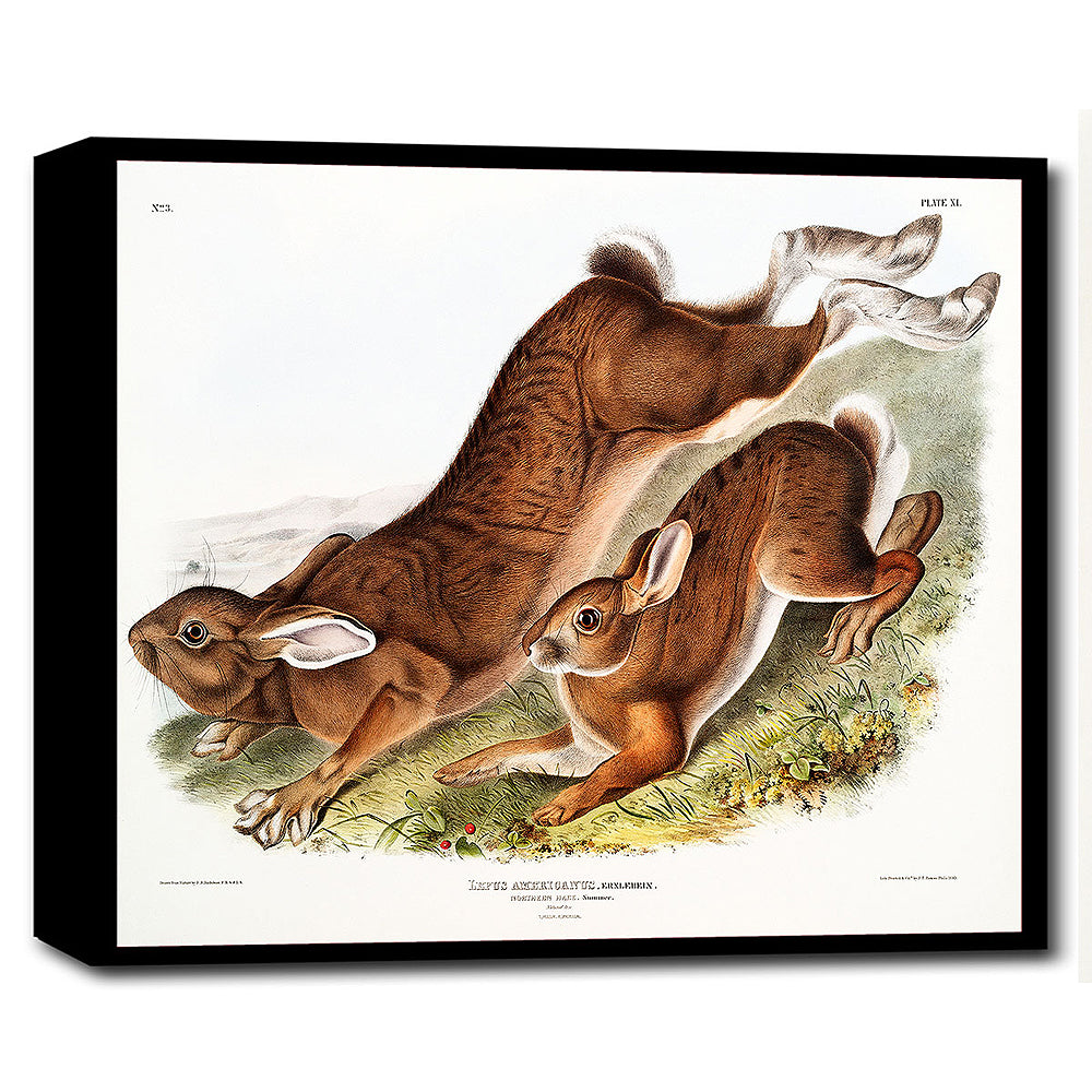 A framed print depicting two rabbits by John J. Audubon, with a black border and a white background.