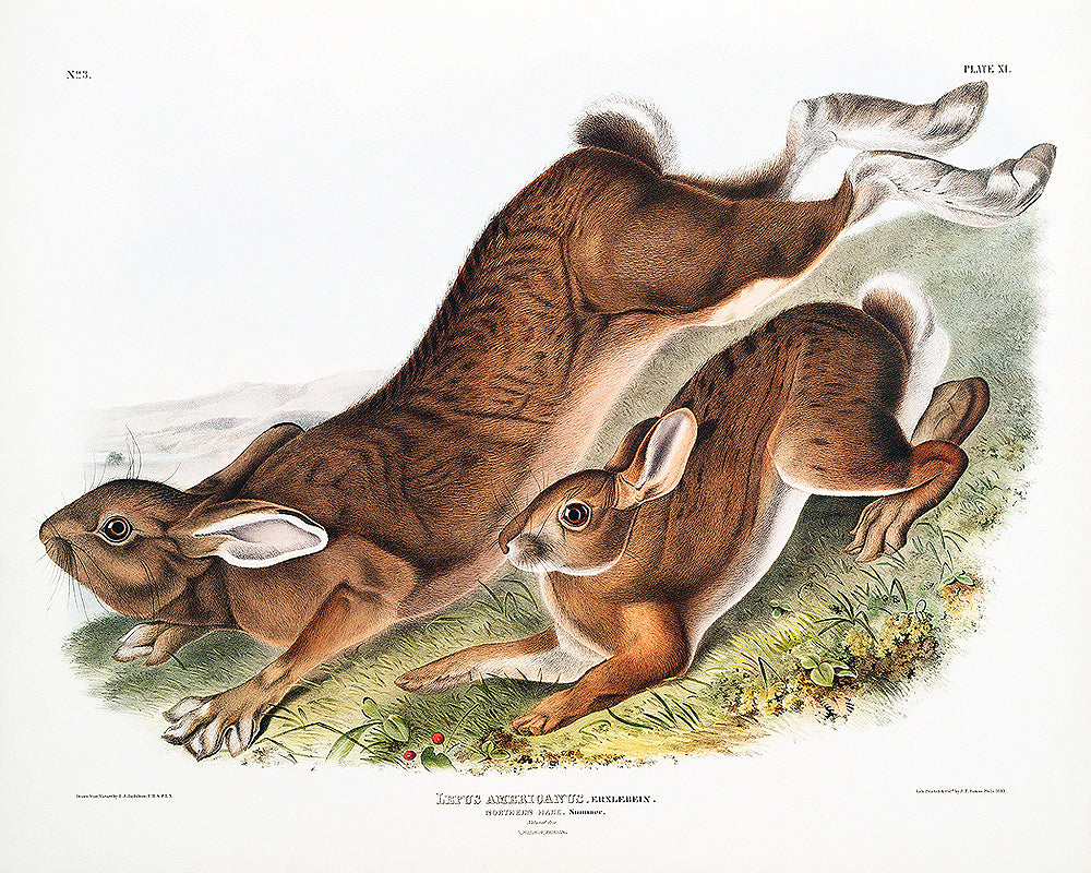 Northern Hare by John J. Audubon