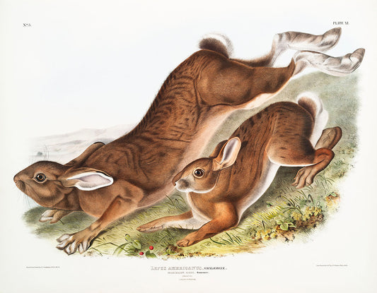 Northern Hare (Lepus Americanus) by John James Audubon