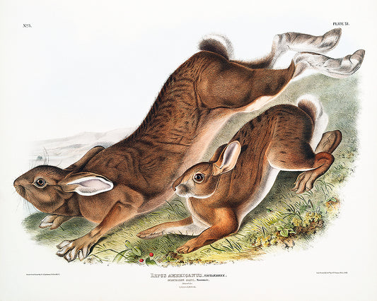 A framed print depicting two rabbits by John J. Audubon, with a black border and a white background.