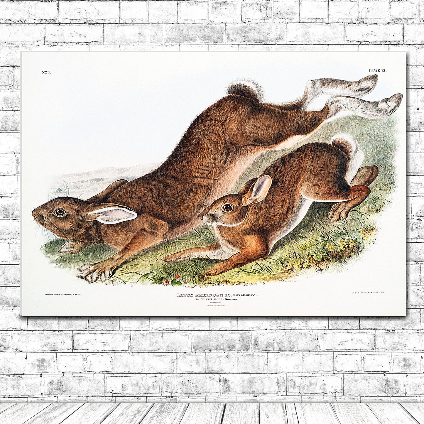 Northern Hare by John J. Audubon