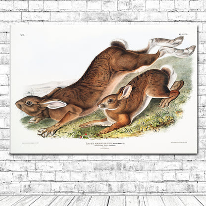 Northern Hare by John J. Audubon