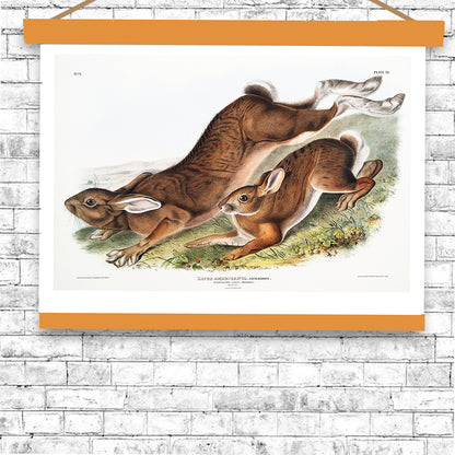 Northern Hare by John J. Audubon