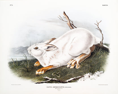 A printed art piece featuring a white hare in a natural setting with a black frame.