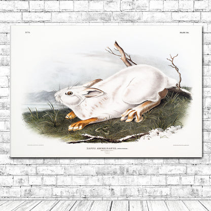 Northern Hare in winter by John J. Audubon