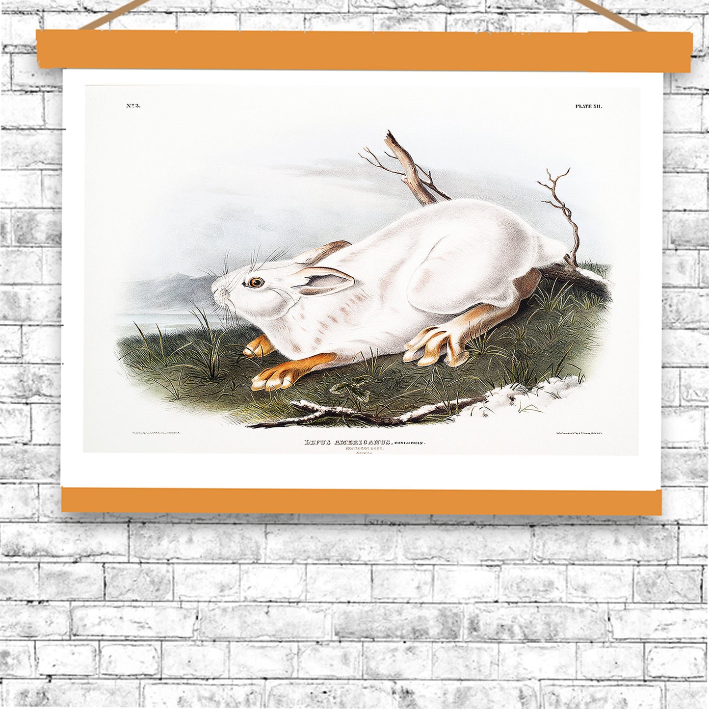 Northern Hare in winter by John J. Audubon