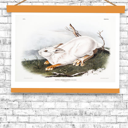 Northern Hare in winter by John J. Audubon