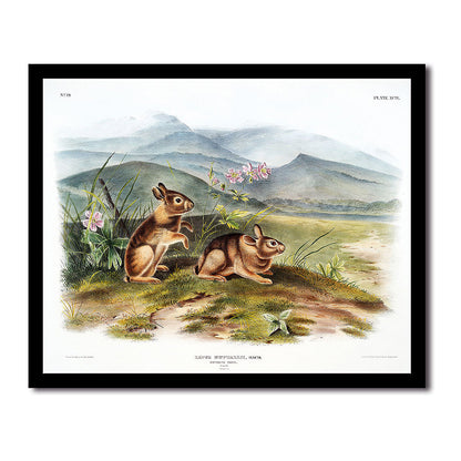 Ocelot or Leopard-Cat by John J. Audubon