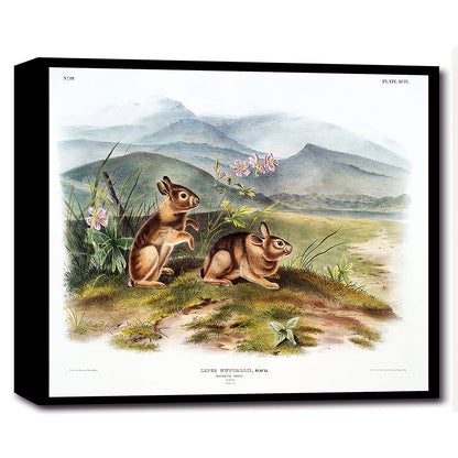 Nuttall's Hare by John J. Audubon